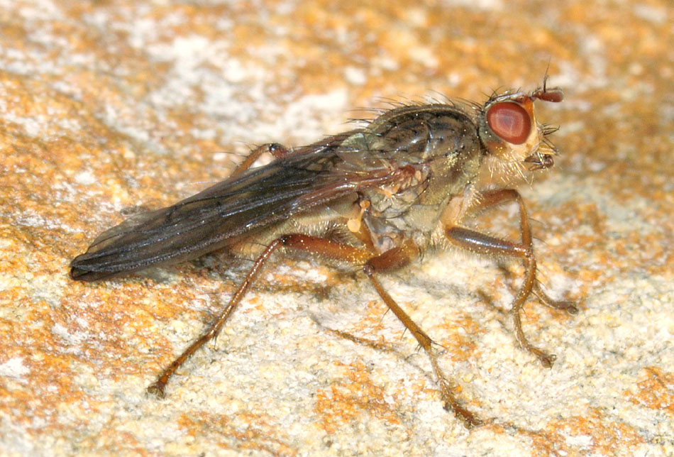 Scathophaga sp. (Scathophagidae)